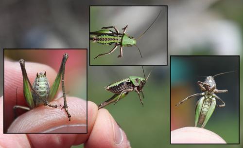Decticus verrucivorus verrucivorus